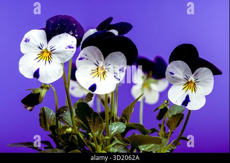 Lila und weiße Stiefmütterchenblume Nahaufnahme Stockfoto