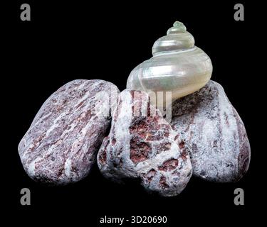 Perlturban Schneckenschale auf Felsen Stockfoto