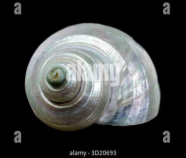 Wunderschöne spiralförmige Muschel mit perlfarbenem Interieur Stockfoto