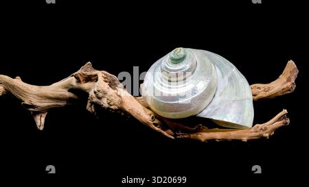 Perlturban Schneckenschale auf schwarzem Hintergrund Stockfoto