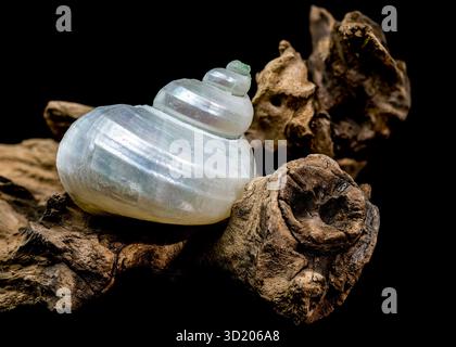 Perlturban Schneckenschale auf schwarzem Hintergrund Stockfoto