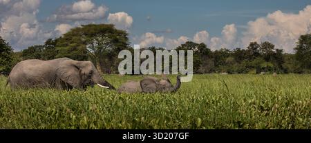 Mutter mit süßem Elefantenbaby, Spaziergang durch üppiges Grün im Wasser im Liwonde Nationalpark, Malawi, unter einem hellblauen Himmel Stockfoto