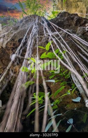Blick auf Eine wunderschöne Cenote in der Nähe von Cuzama, Yucatan, Mexiko Stockfoto