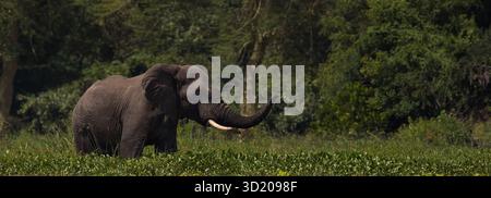 Junger afrikanischer Elefant, der durch üppige grüne Vegetation in einem natürlichen Lebensraum spaziert und seinen Stamm vor einem dichten Waldgrund hebt Stockfoto