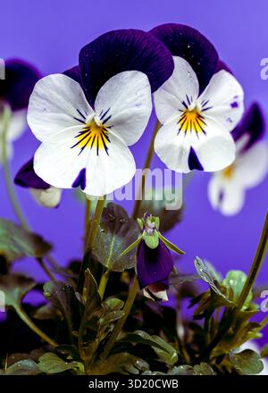 Lila und weiße Stiefmütterchenblume Nahaufnahme Stockfoto