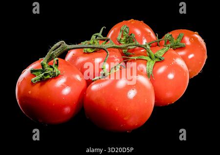 Frische Tomaten auf der Rebe mit schwarzem Hintergrund Stockfoto