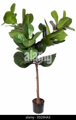 Künstlicher Feigenbaum mit Geige in einem schwarzen Topf verleiht der Inneneinrichtung in einem modernen Ambiente viel Grün Stockfoto