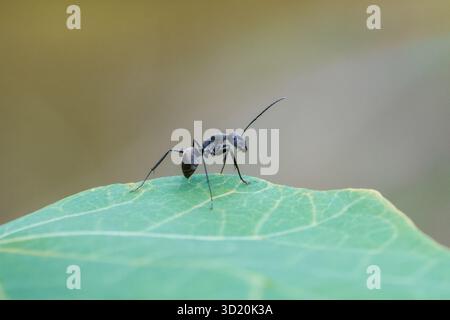 Nahaufnahme schwarze Ameise, die auf einem grünen Blatt in der Natur sitzt. Die schwarze Ameise sieht cool aus. Zum Look Stockfoto