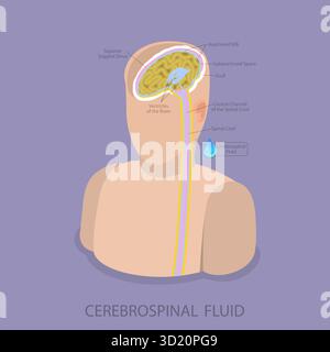 Isometrische flache 3D-Illustration der Liquor cerebrospinalis, Medical Science Learning Stockfoto