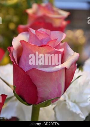 Zarte rosafarbene Rose blüht in einem Blumenstrauß Stockfoto