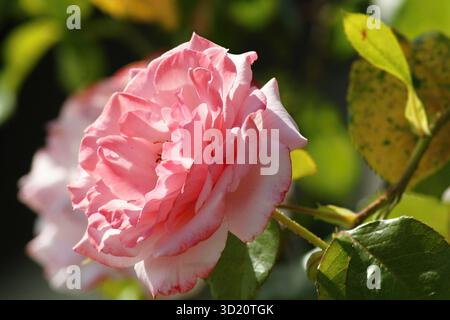 Zarte rosa Rose blüht im Garten Stockfoto