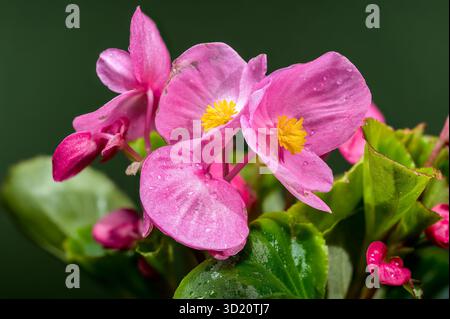 Leuchtend rosa Begonia blüht mit gelben Zentren auf Dunkelgrün Stockfoto