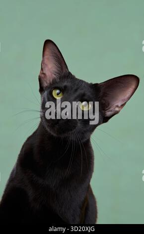 Eine schwarze Oriental Kurzhaarkatze neigt ihren Kopf leicht, während sie vor einem grünen Hintergrund sitzt. Sein intensiver Blick und sein eleganter Mantel tragen zu seinem Charme bei. Stockfoto