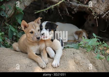 Zwei süße Welpen. Welpen auf dem Land, die im Wald verlassen wurden, flüchteten sich in einen Hohlbaum. Stockfoto