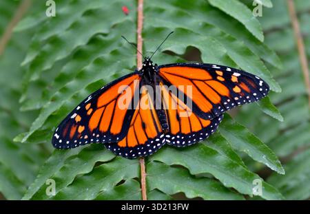Monarchschmetterling auf grünem Farnblatt Stockfoto