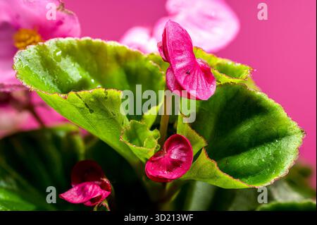 Zarte rosafarbene Begonienblüten mit leuchtend gelben Mittelpunkten, mit Wassertropfen gesäumt, bilden einen wunderschönen Kontrast zu einem massiven rosafarbenen Hintergrund, der den unterstreicht Stockfoto