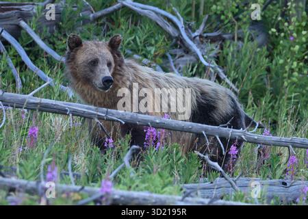Grizzlybär im Wald, Yellowstone-Nationalpark, USA Stockfoto