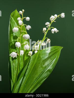 Elegante Lily of the Valley Blumen und grüne Blätter Stockfoto