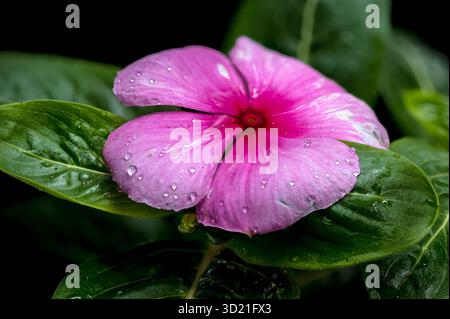 Pink Periwinkle Bloom mit Wassertropfen auf Schwarz Stockfoto