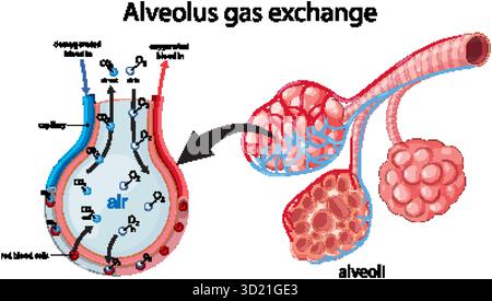 Vektordarstellung des alveolären Gasaustausches, Darstellung der Sauerstoff- und Kohlendioxidbewegung in Kapillaren Stock Vektor