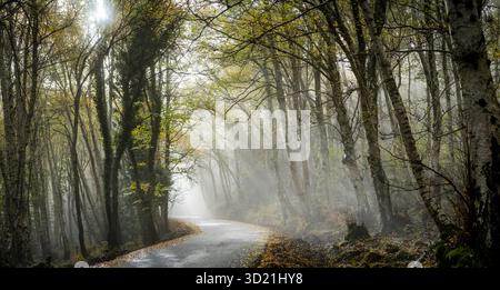 Pfad durch den Buchenwald von Peñarroya Moncayo, Naturpark Moncayo, Provinz Saragossa, Spanien Stockfoto