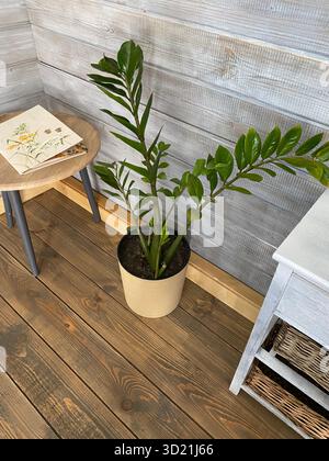Eine Zamioculcas zamiifolia (ZZ-Pflanze) in einem minimalistischen hellen Holztopf auf einem rustikalen Holzboden. Die Szene wird durch natürliches Licht beleuchtet. Stockfoto