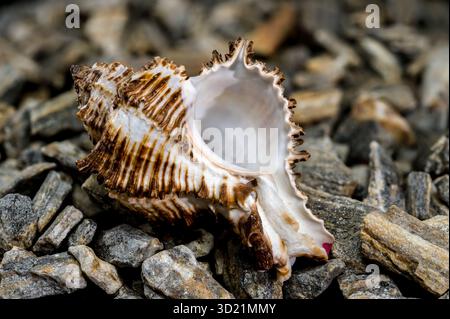 Stachelfärbemurex Muschel auf felsiger Oberfläche Stockfoto