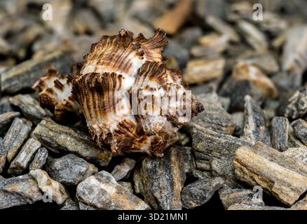 Stachelfärbemurex Muschel auf felsiger Oberfläche Stockfoto