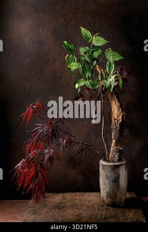 Elegante Topfpflanzen Vor Dunklem Hintergrund Stockfoto