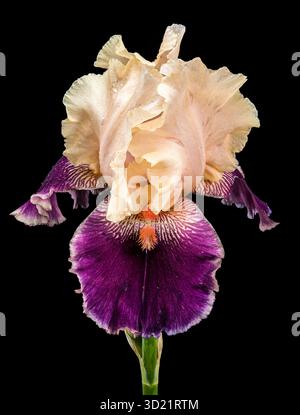 Atemberaubende Creme und lila Bärtige Iris auf Schwarz Stockfoto