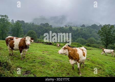 Rinderherde, Col de Hourataté, Aspe-Tal, Region Aquitanien, Département Pyrénées-Atlantiques, Frankreich Stockfoto