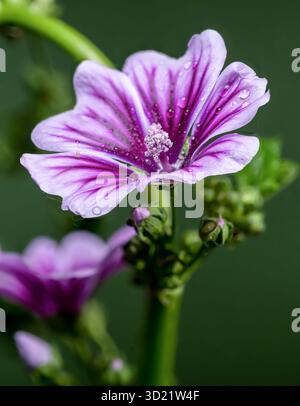 Lila Malvenblume glitzert auf grünem Stiel Stockfoto