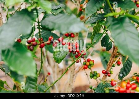 Kaffeebaum mit arabica-Kaffeebohne, reife rote Beeren-Robusta-Kaffeesamen in der Waldkaffee-Farm Stockfoto