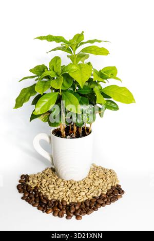 Kaffeepflanzenbusch auf weißem Hintergrund Stockfoto