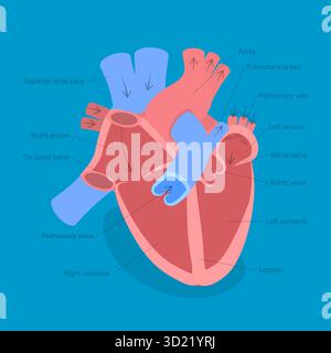 Isometrische flache 3D-Illustration der Herzanatomie, Infografik für Kardiologie-Spezialisten Stockfoto