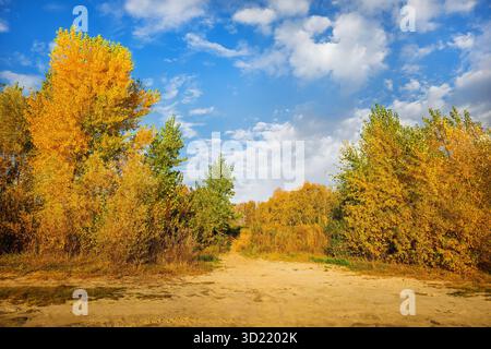 Waldweg im Herbst. Orangefarbener Baum, Re Blätter im Herbst Stadtpark. Herbstwald an sonnigem Tag. Blauer Himmel Stockfoto