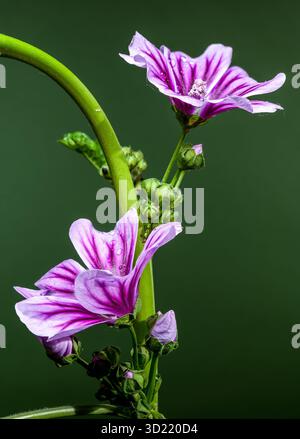 Lila Malvenblume glitzert auf grünem Stiel Stockfoto