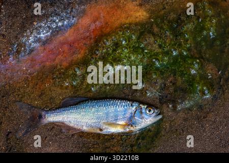 Nahaufnahme kleine Fische liegen tot in einem verschmutzten, schäumenden Bach in einem kleinen Bach im Wald im Sommer Stockfoto