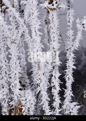 Raureif an den Ästen der Bäume im Winterwald. Kaltes Wetter, niedrige Temperaturen. Reimeis bedeckt Äste mit einer dichten Schicht aus Eiskristallen. Stockfoto