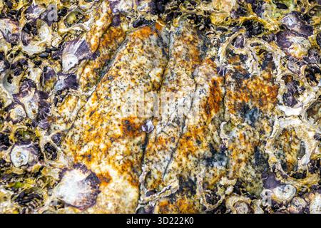 Muscheln Muscheln Muscheln auf Steinfelsen am Strand im Patong Beach Kathu Bezirk Phuket Island Provinz Südthailand in Südostasien. Stockfoto