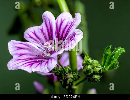 Lila Malvenblume glitzert auf grünem Stiel Stockfoto