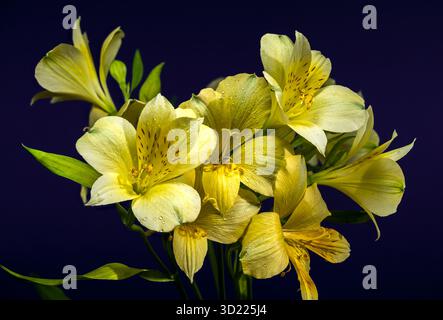 Sanfte gelbe Alstroemeria Blumen auf tiefblauem Hintergrund Stockfoto