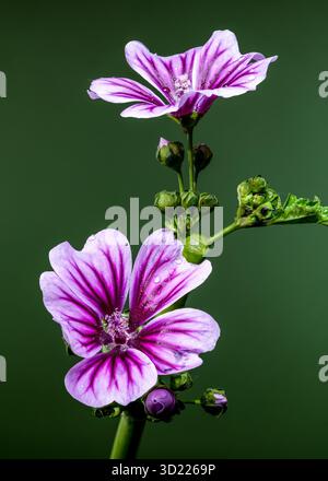 Lila Malvenblume glitzert auf grünem Stiel Stockfoto