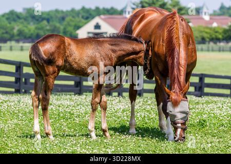 Mutter und Fohlen: Ein ruhiger Moment auf einer malerischen Kentucky Horse Farm Stockfoto