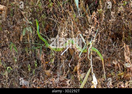 Große grüne Schlange im trockenen Wald zieht im Sommer von den Bergen herunter, um Wasserquellen zu finden. Während des Sommers in Thailand Stockfoto