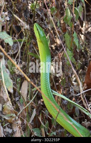 Große grüne Schlange im trockenen Wald zieht im Sommer von den Bergen herunter, um Wasserquellen zu finden. Während des Sommers in Thailand Stockfoto