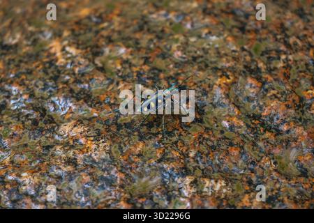 Cicindela aurulenta, ein kleines, heftig aussehendes, blaues, oranges Insekt, hängt an einem Felsen in einem feuchten Wald. Stockfoto