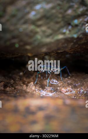 Cicindela aurulenta, ein kleines, wild aussehendes, blaues, orange gemustertes Insekt, das sich in den Felsspalten versteckt wunderschönes Insekt in einem feuchten Fo Stockfoto