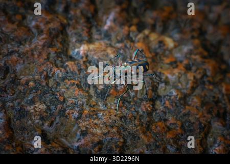 Cicindela aurulenta, ein kleines, heftig aussehendes, blaues, oranges Insekt, hängt an einem Felsen in einem feuchten Wald. Stockfoto