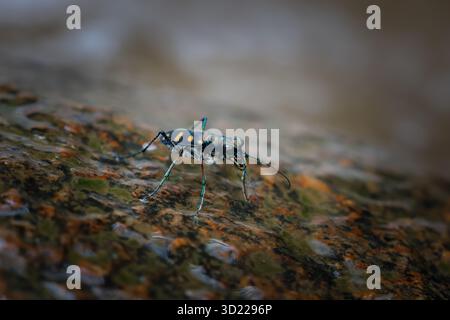 Cicindela aurulenta, ein kleines, heftig aussehendes, blaues, oranges Insekt, hängt an einem Felsen in einem feuchten Wald. Stockfoto